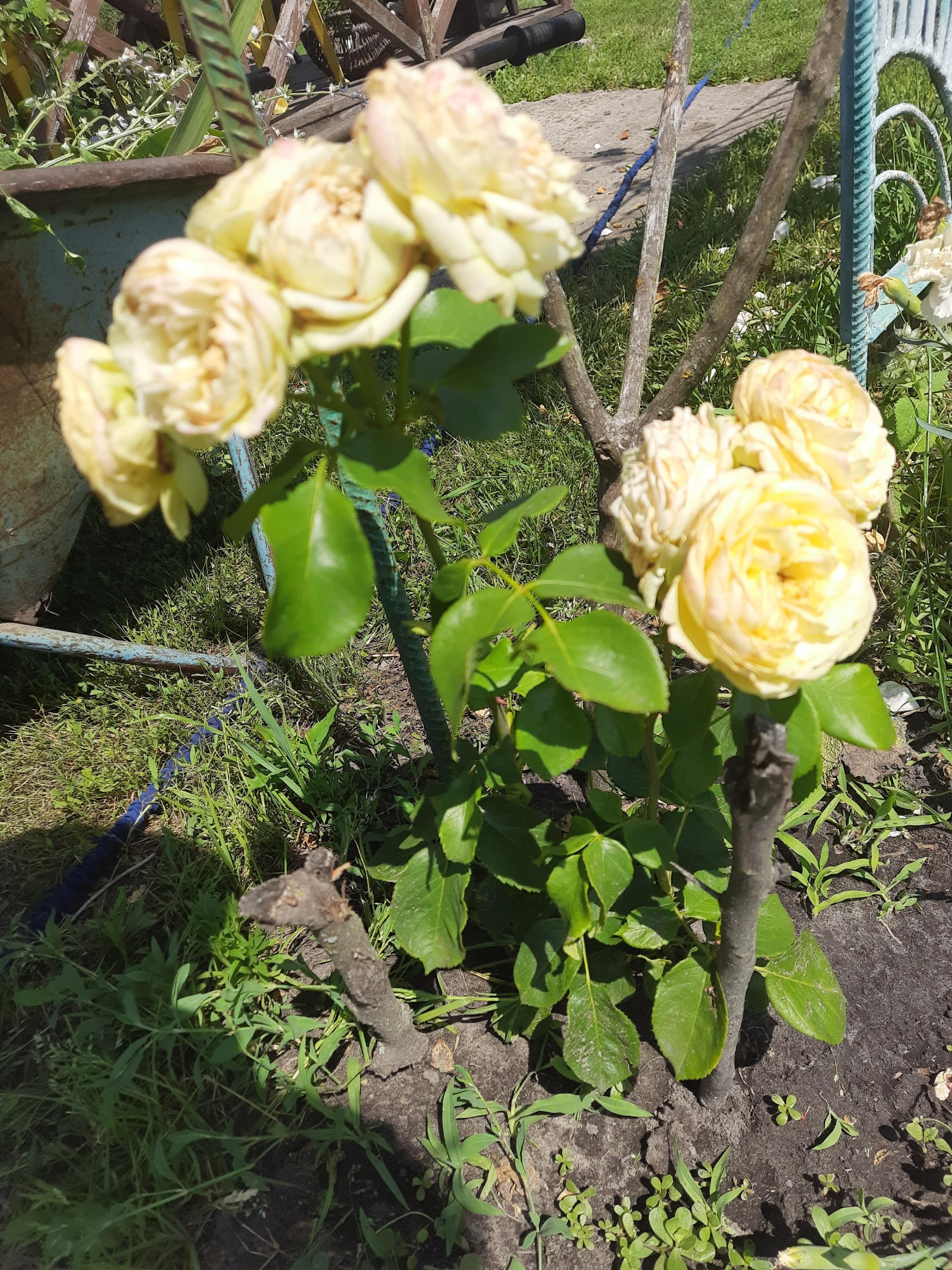 Роза Florium плетистая Golden Showers (4666) в реальных условиях использования от пользователя Ольга.